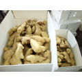 New Crop Fresh Ginger